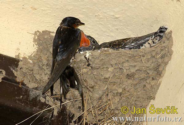 [kuckkuck--cuculus-canorus-2[1].jpg]
